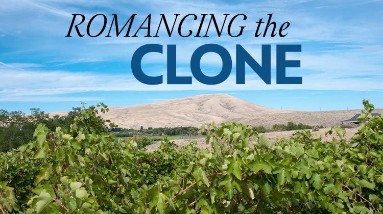 The evolution of winegrape clones has become a time of discovery in Washington State